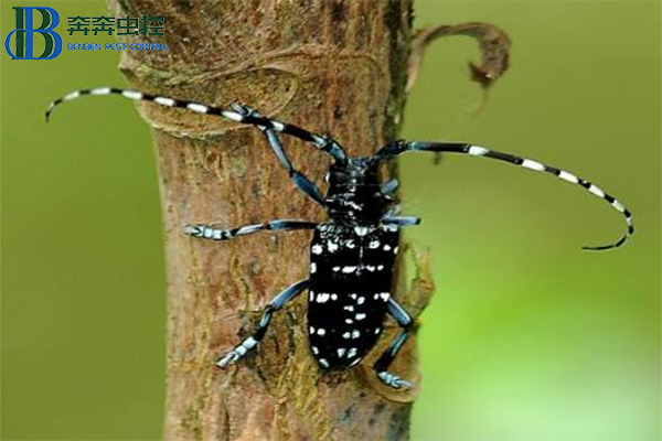 天牛应该如何防治？