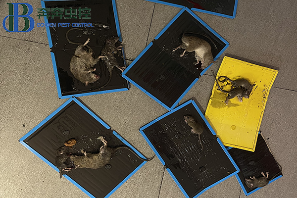 家庭灭鼠小妙招