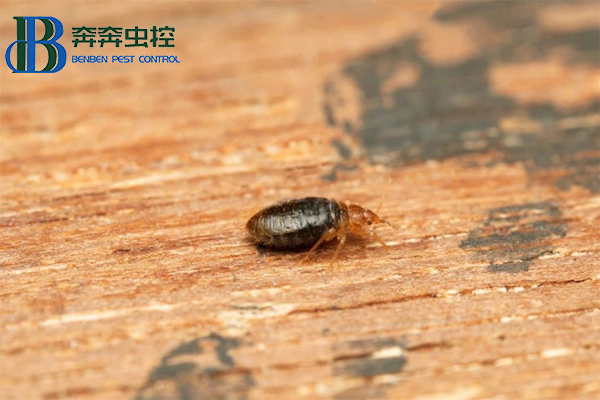 臭虫不可怕，教你消灭他