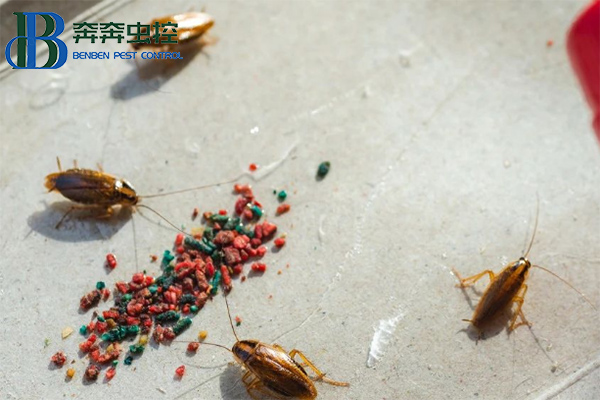 冬日战&ldquo;螂&rdquo;攻略