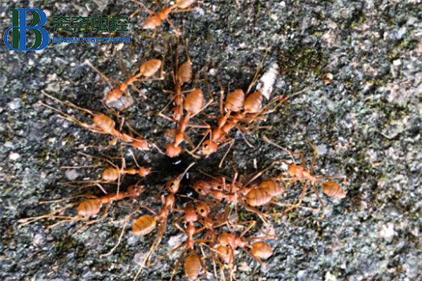 红火蚁有啥危害，如何防治？