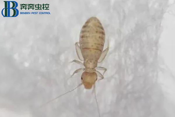 家里出现的小虫子&mdash;&mdash;书虱