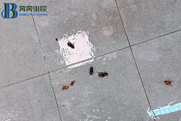 气温升高！家中&ldquo;小强&rdquo;出没！